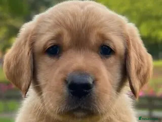 Labrador Retriever dogs Kennel club registered Labrador puppies - Advert 18