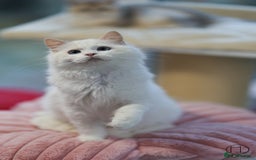 Ragdoll cats for sale: Rare colour GCCF kittens from Champion lines - Image 4