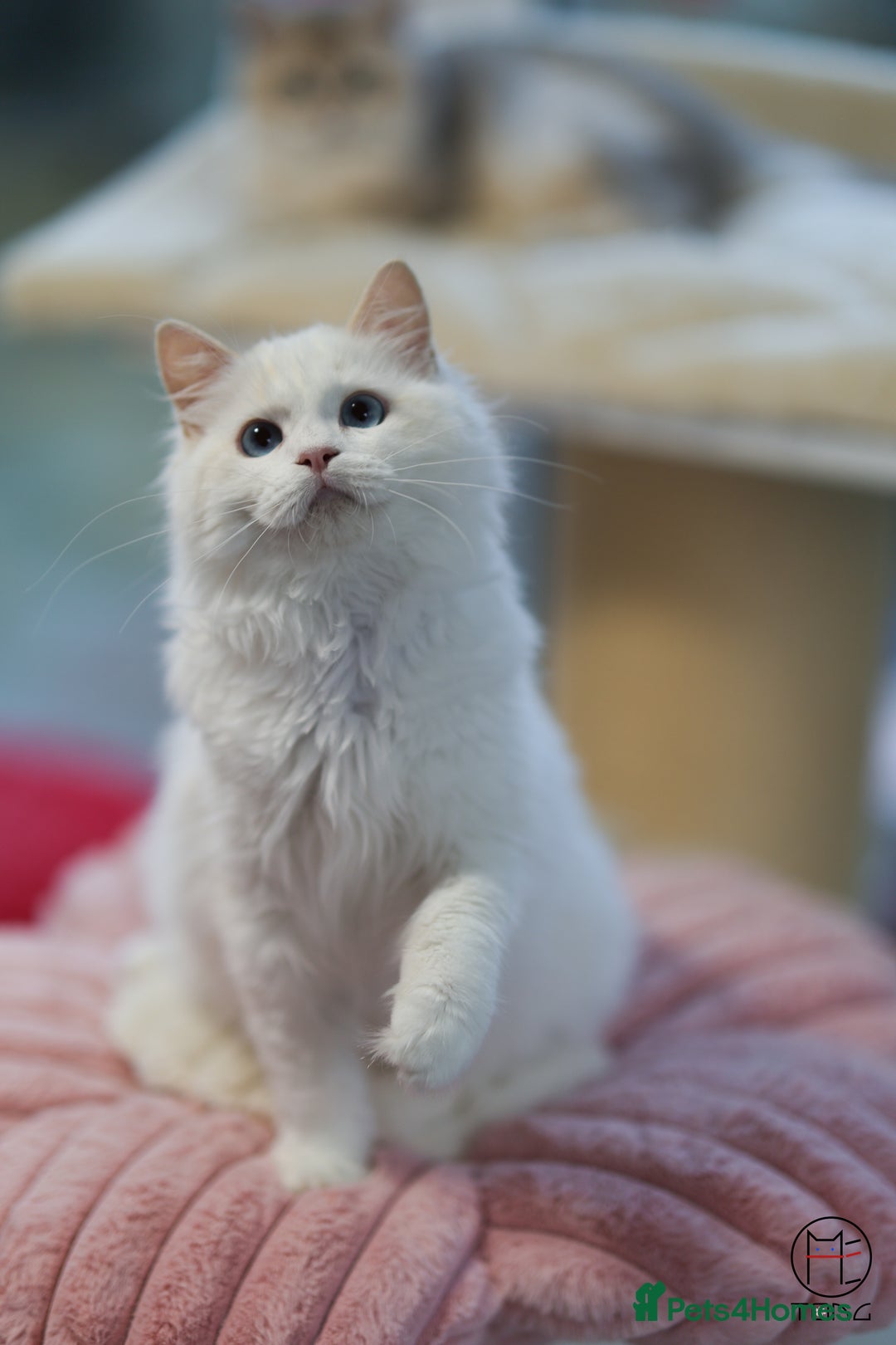 Ragdoll cats for sale: Rare colour GCCF kittens from Champion lines - Image 4