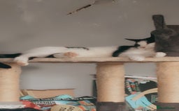 Domestic Shorthair cats for sale: Shadow and mickey - Image 4