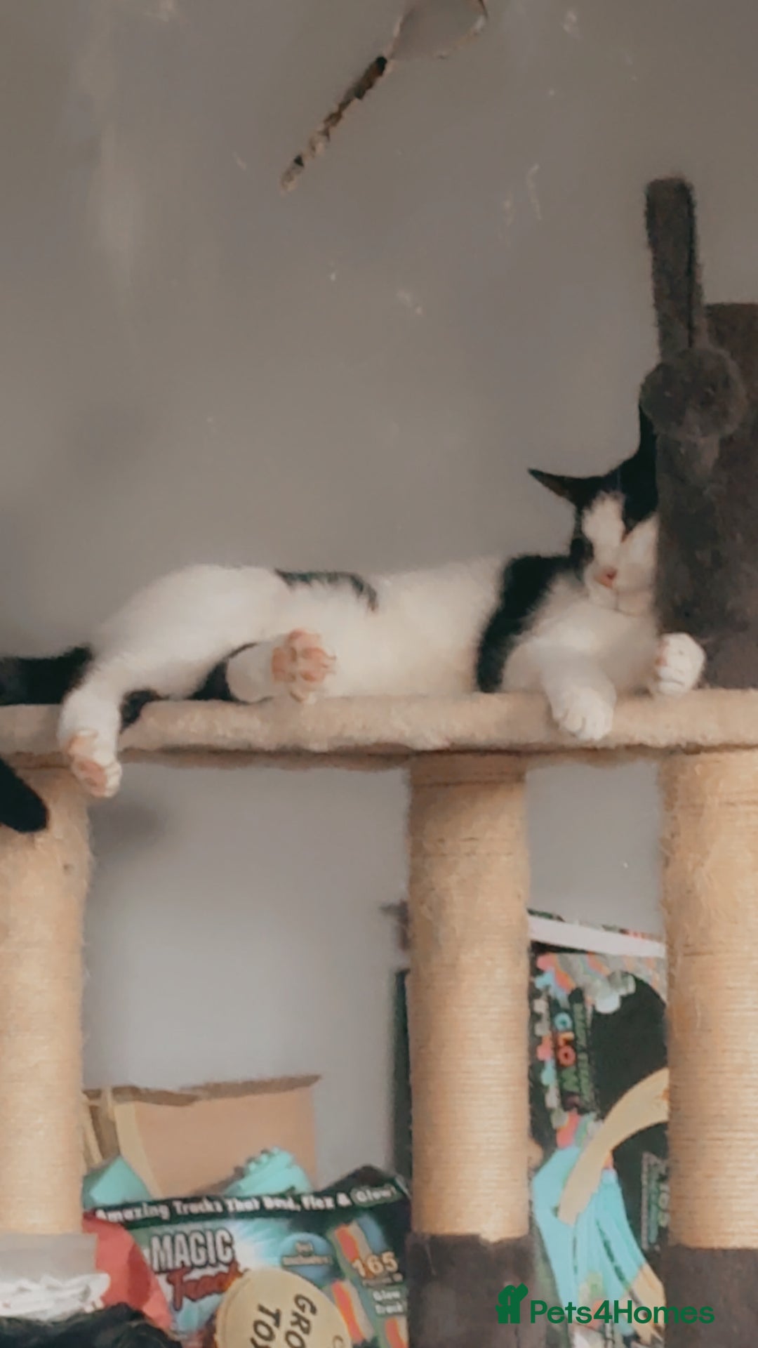 Domestic Shorthair cats for sale: Shadow and mickey - Image 4