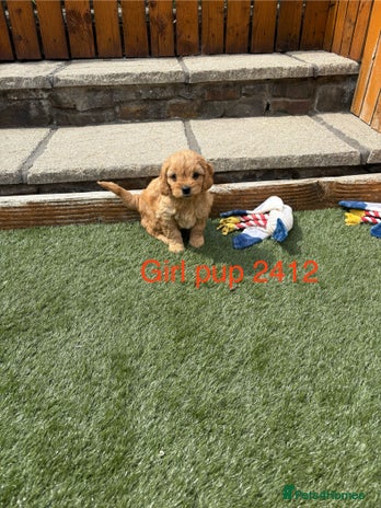Cavapoochon puppies for sale | Pets4Homes