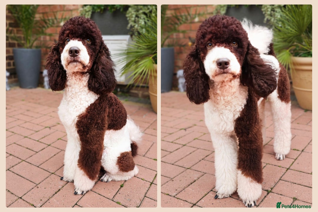 Poodle dogs for stud: STUNNING FULLY HEALTH TESTED MOYEN POODLE🐾  - Advert 9