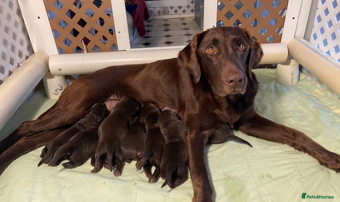 Labrador Retriever dogs for sale: Fully health checked chocolate labrador puppies  - Advert 3