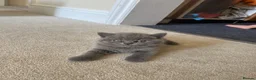 British Shorthair cats for sale: British shorthair - Advert 8