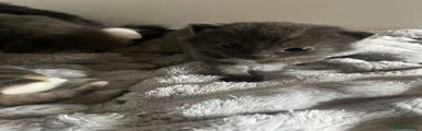 Mixed Breed Kitten 1