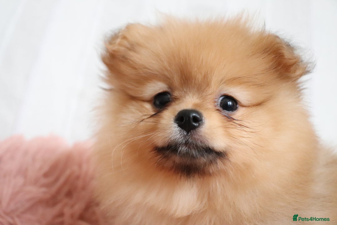 Pomeranian dogs for sale: Purebred Pomeranian Pups Raised with Love in LDN - Image 31