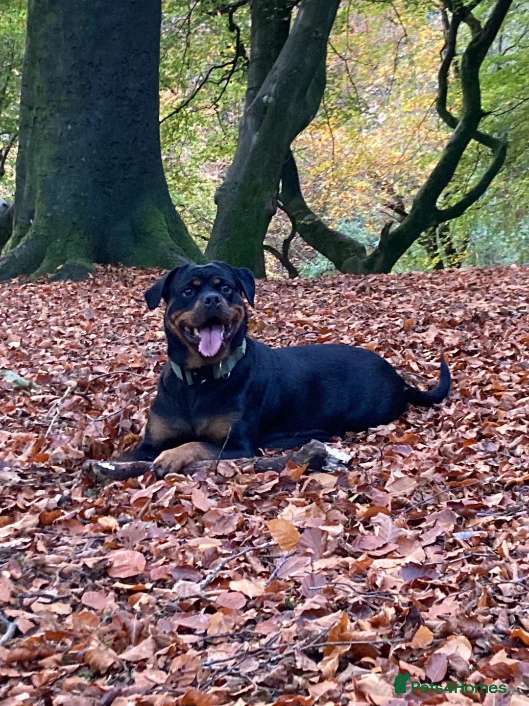 Rottweiler dogs for sale: Female ready to leave 23rd February  - Advert 1