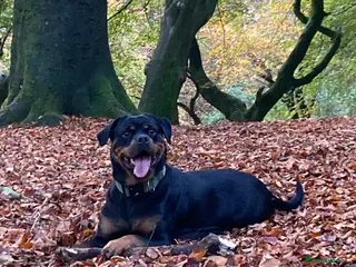 Rottweiler dogs Female ready to leave 23rd February - Advert 10