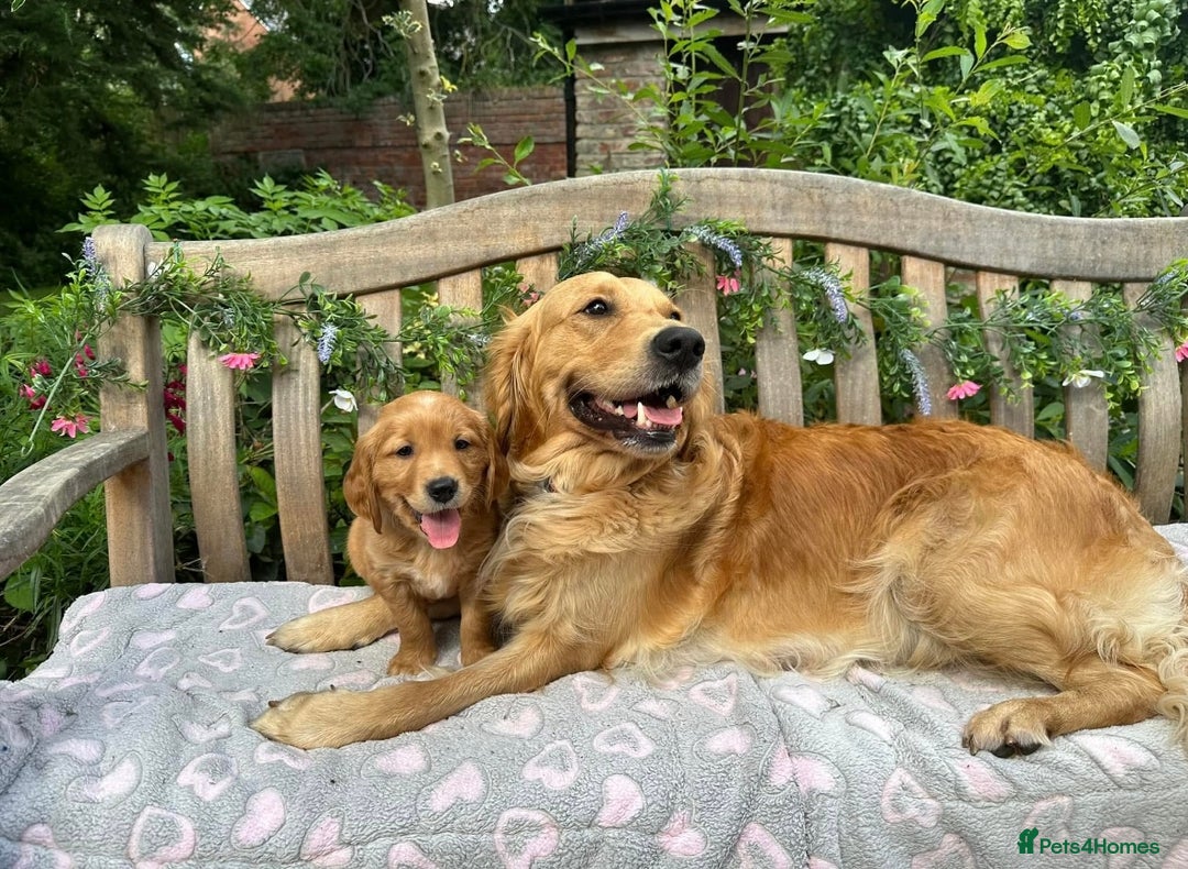 Golden Retriever dogs for stud: Beautiful KC reg DNA 🧬 clear proven  - Advert 7