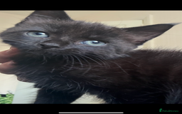 British Shorthair cats for sale: two girl kittens  - Image 5