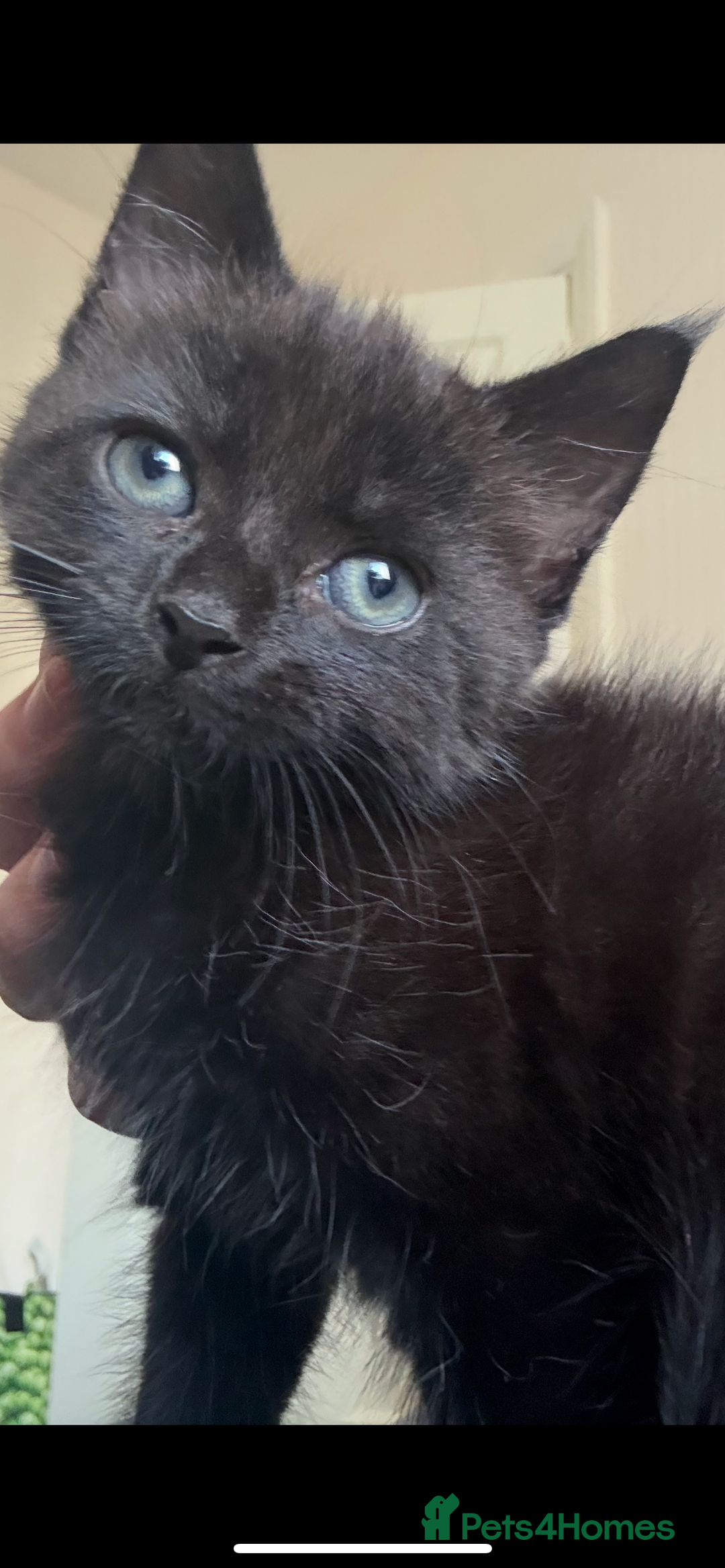 British Shorthair cats for sale: two girl kittens  - Image 5