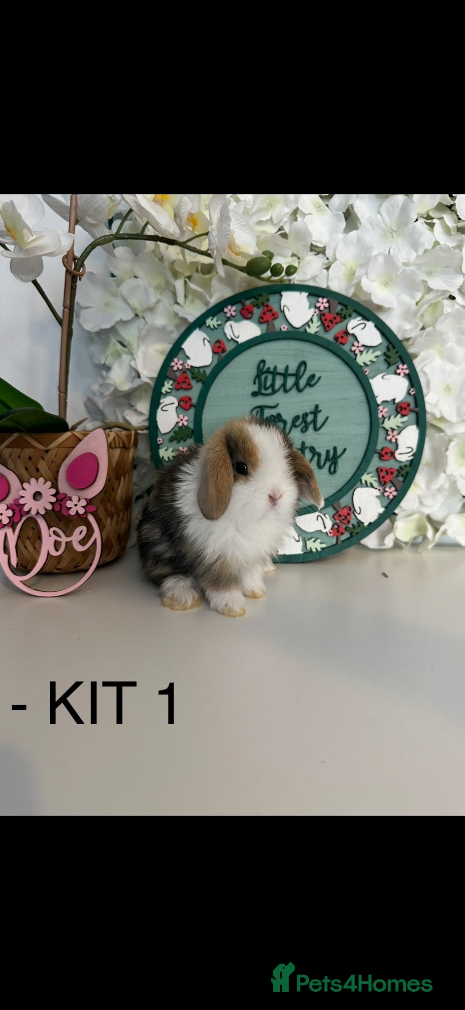 Mini Lop rabbits 🐰 Pure Bred Mini Lop Kits Available 🐰 - Advert 1