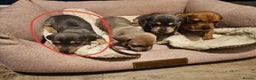 Miniature Dachshund dogs for sale: Kc registers mini smoothaired dachshund puppies - Advert 14