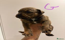 Mixed Breed dogs for sale: Rottweiler X Olde Tyme bulldog (Bullweilers)  - Image 8