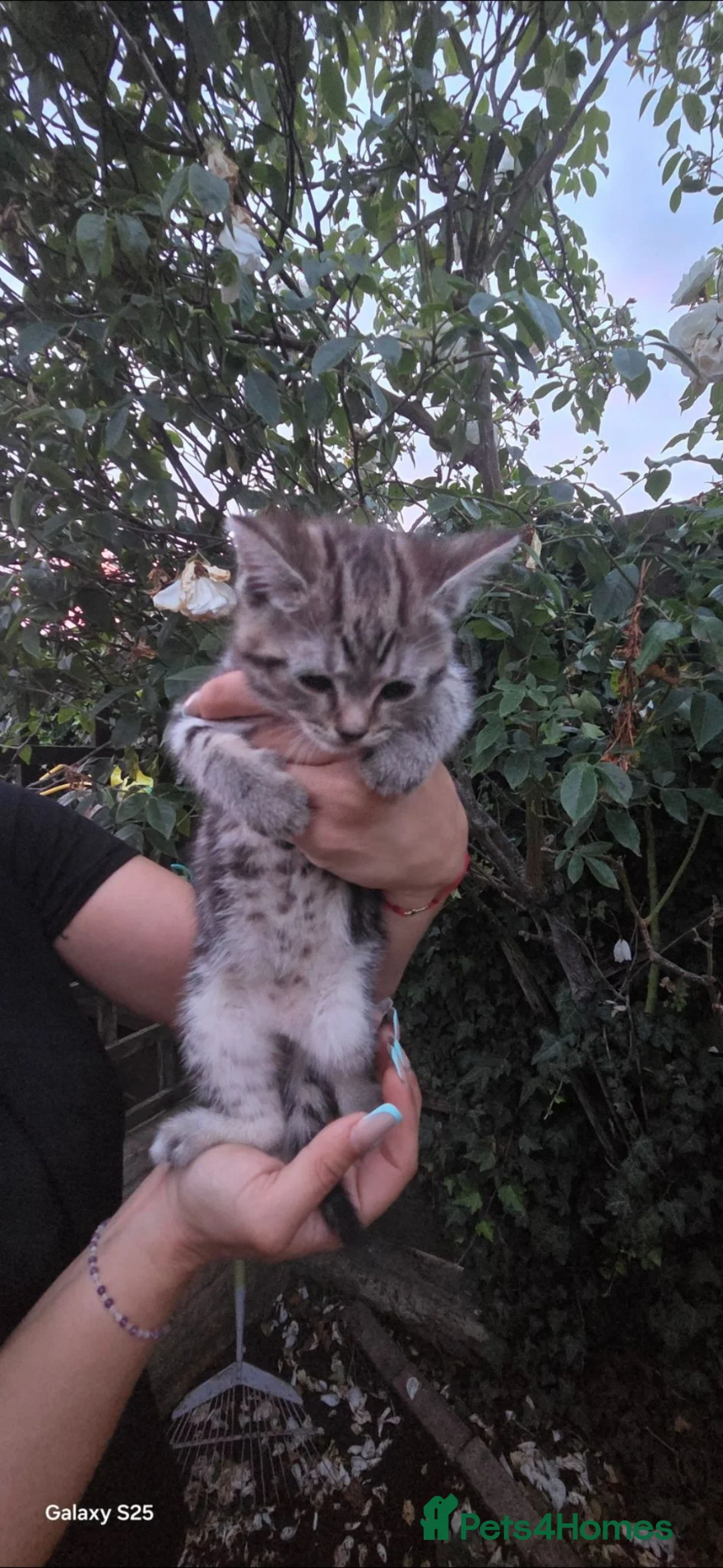 Mixed Breed dogs for sale: Beautiful  cat for sale - Advert 10