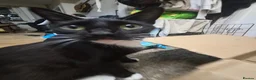 Mixed Breed cats for sale: 4 beautiful kittens (unsure of sex currently)  in Boston - Advert 10