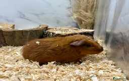 Guinea Pig rodents for sale: Lots of Baby Girls Guinea Pigs available 💗  - Image 5