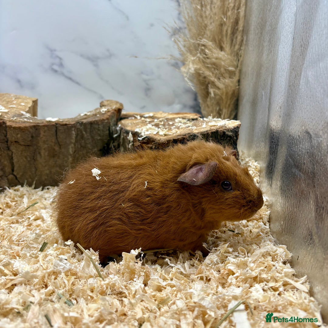 Guinea Pig rodents for sale: Lots of Baby Girls Guinea Pigs available 💗  - Image 5