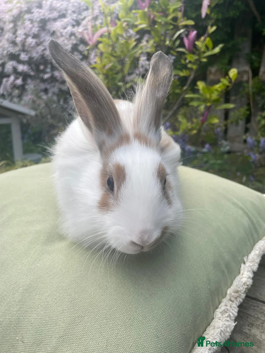 Lionhead rabbits for sale: Dwarf lion head  in Stockton-on-Tees - Advert 2