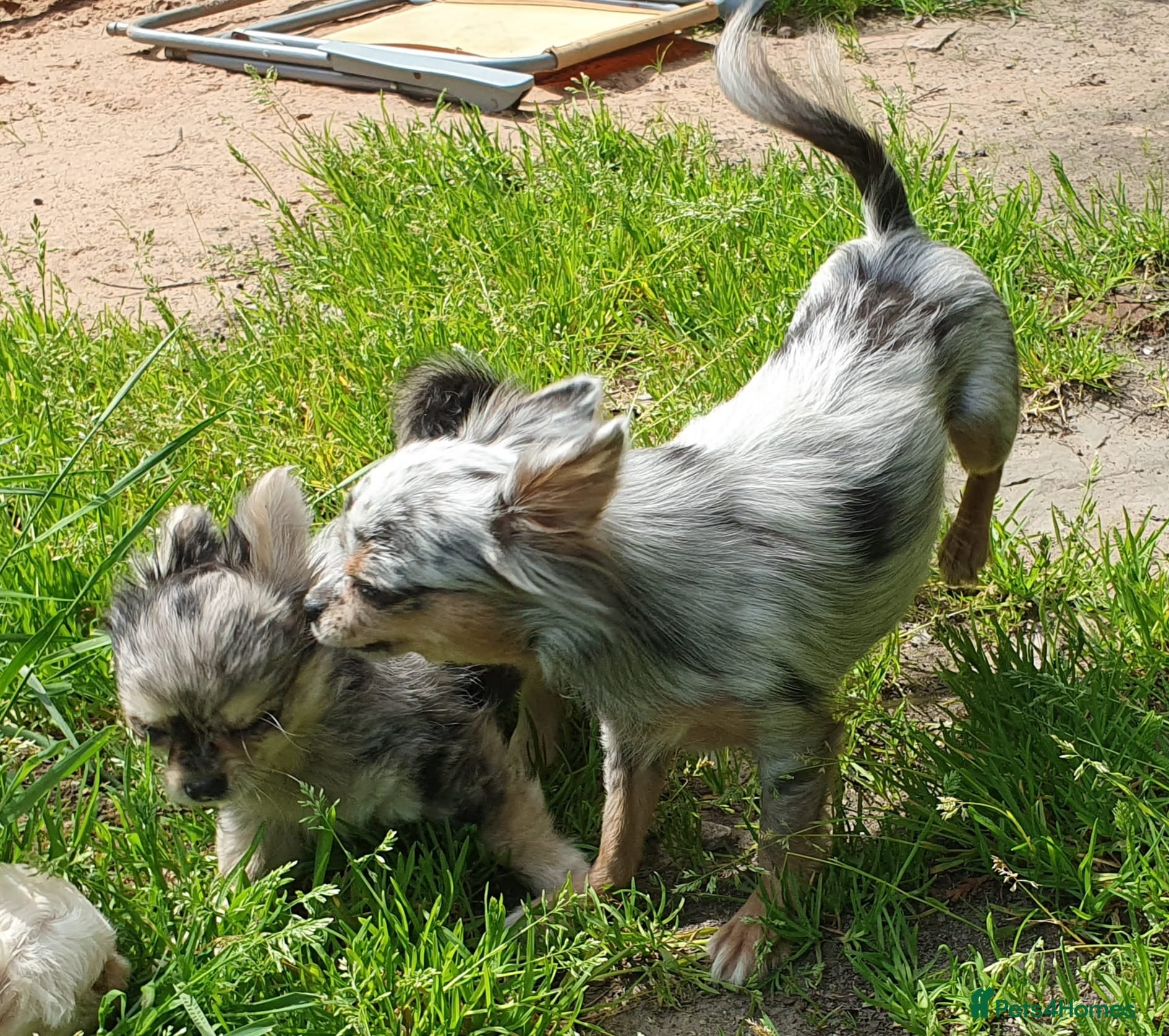 Chihuahua dogs Tiny tiny chihuahua girls  for sale  - Advert 1