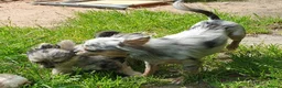 Chihuahua dogs for sale: Tiny tiny chihuahua girls  for sale  - Advert 1