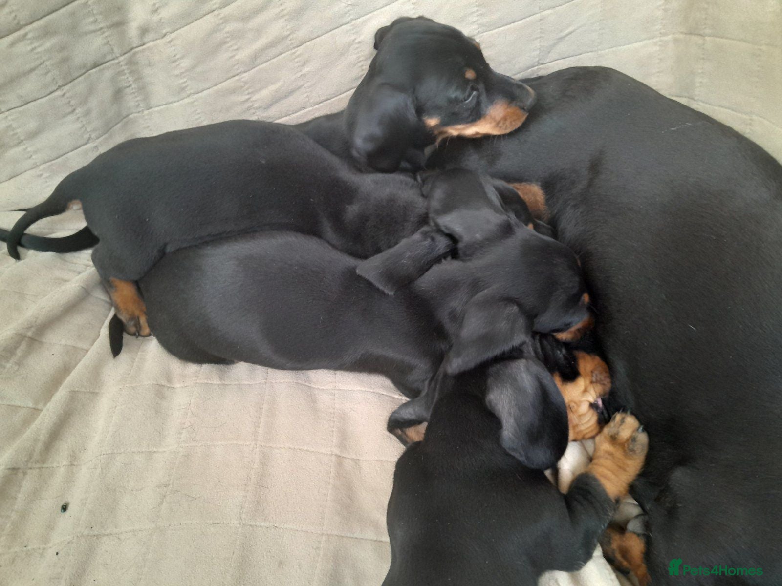 Dachshund dogs Gorgeous dachshund puppies - Advert 2