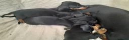 Dachshund dogs for sale: Gorgeous dachshund puppies - Advert 2