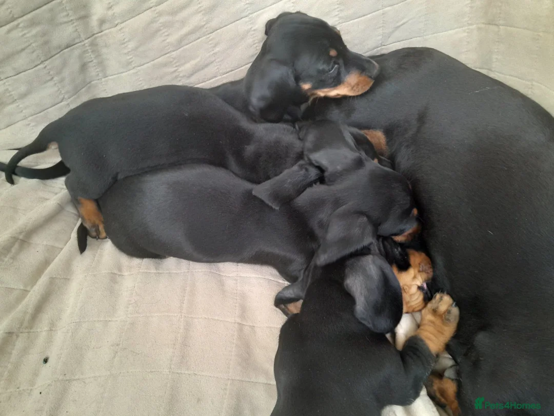Dachshund dogs for sale: Gorgeous dachshund puppies - Advert 2