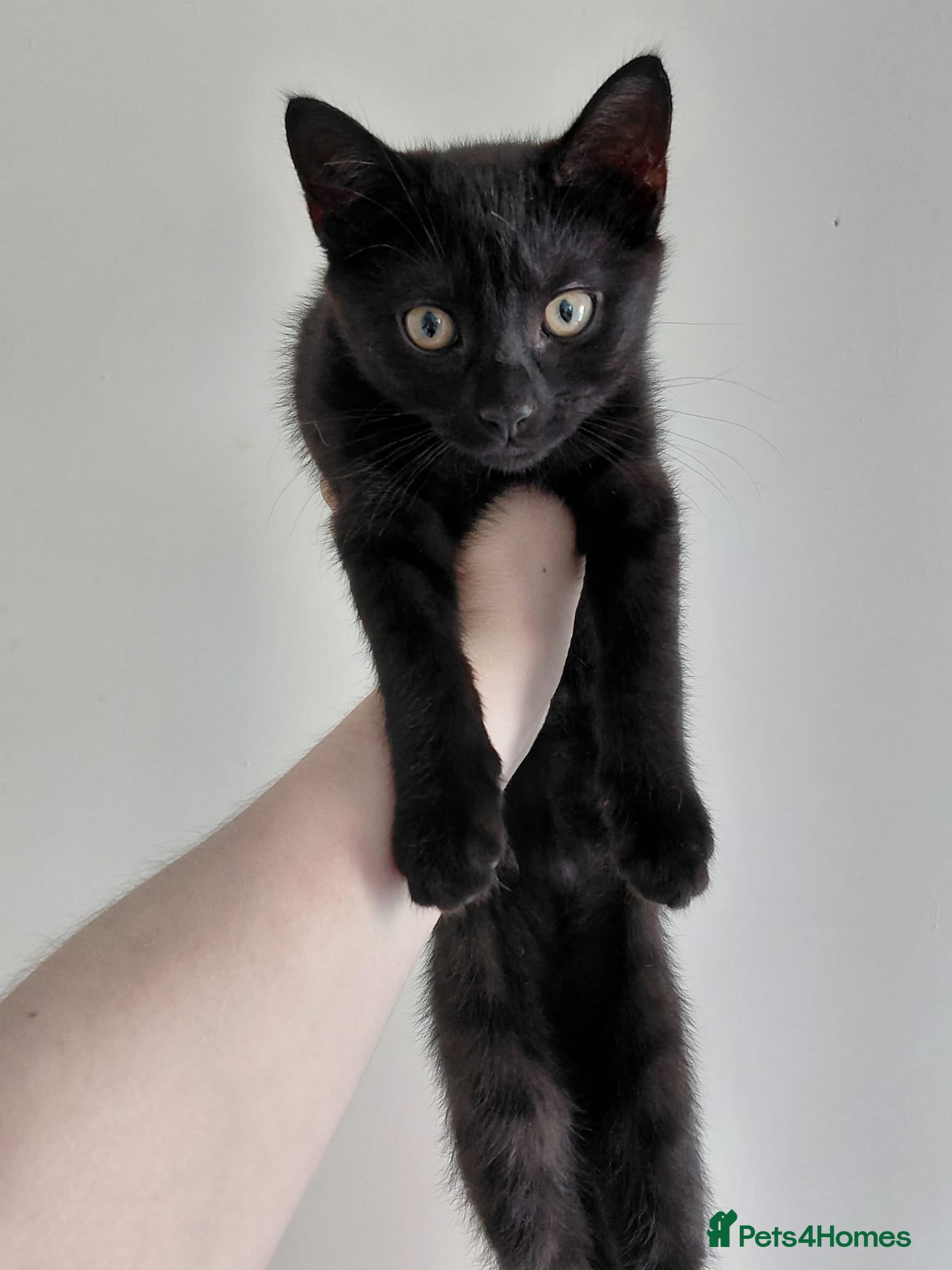 Mixed Breed cats Kitten for sale  - Advert 6