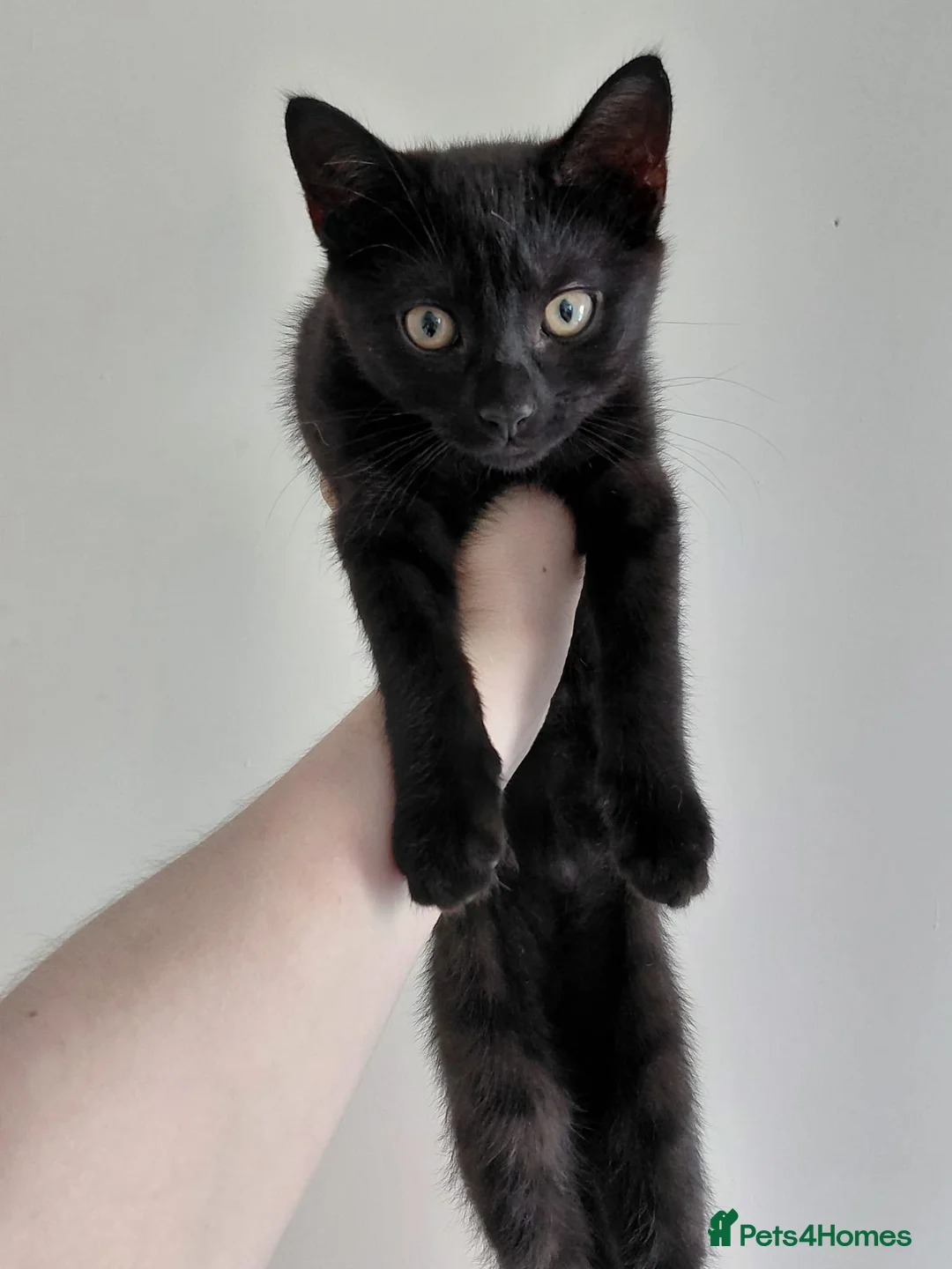 Mixed Breed cats for sale: Kitten for sale  in Stafford - Advert 1