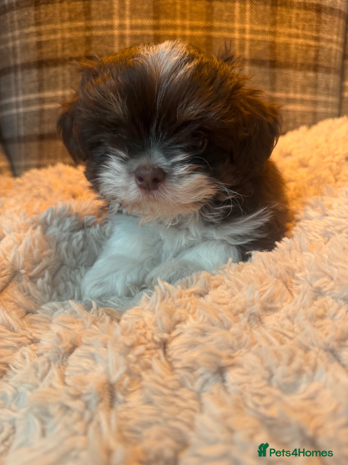 Shih Tzu dogs Imperial shihtzu 1 boy ,1 girl  - Advert 18