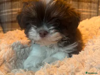 Shih Tzu dogs Imperial shihtzu 1 boy ,1 girl - Advert 18