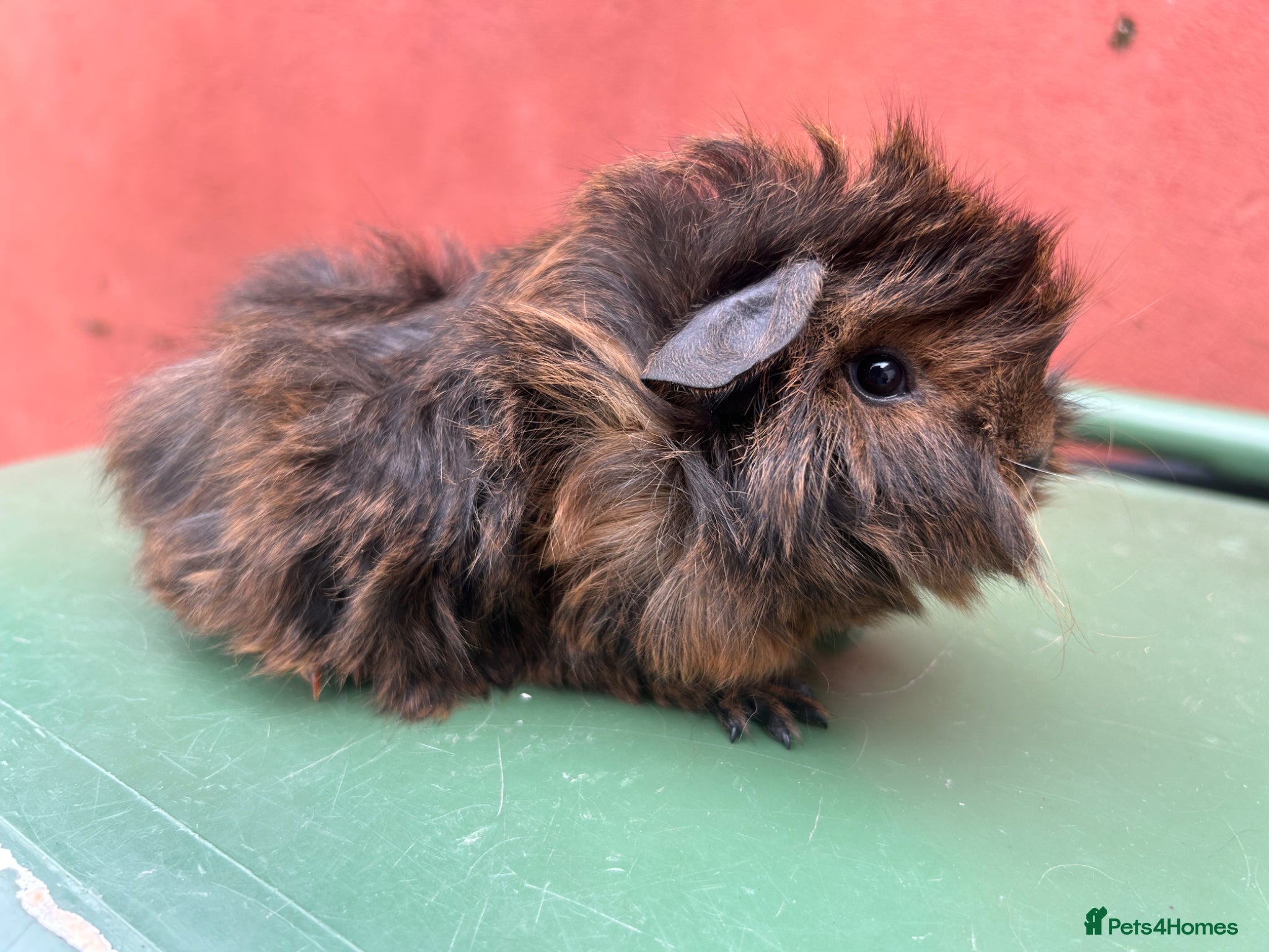Guinea Pig rodents Baby boar guinea pigs - Advert 2