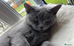 British Shorthair cats for sale: Female British shorthair  - Image 2