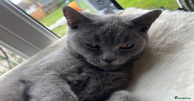 British Shorthair cats - Advert 7