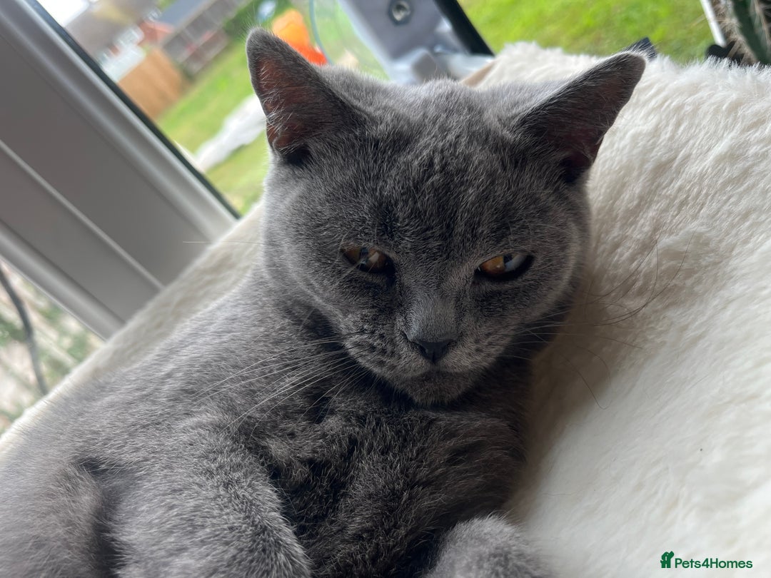 British Shorthair cats for sale: Female British shorthair  - Image 2