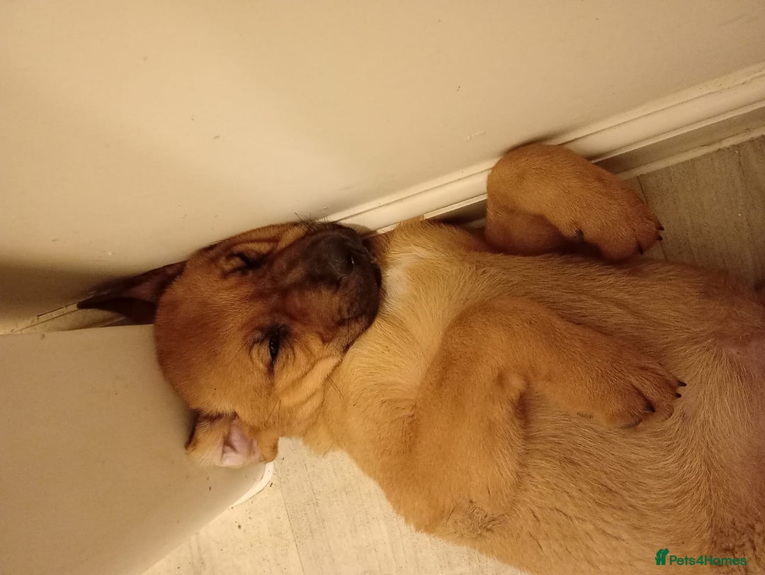 Mixed Breed dogs for sale: Female German shepherd x staffy pup - Advert 4