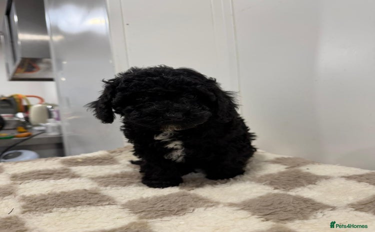 Cavapoo dogs - Advert 11