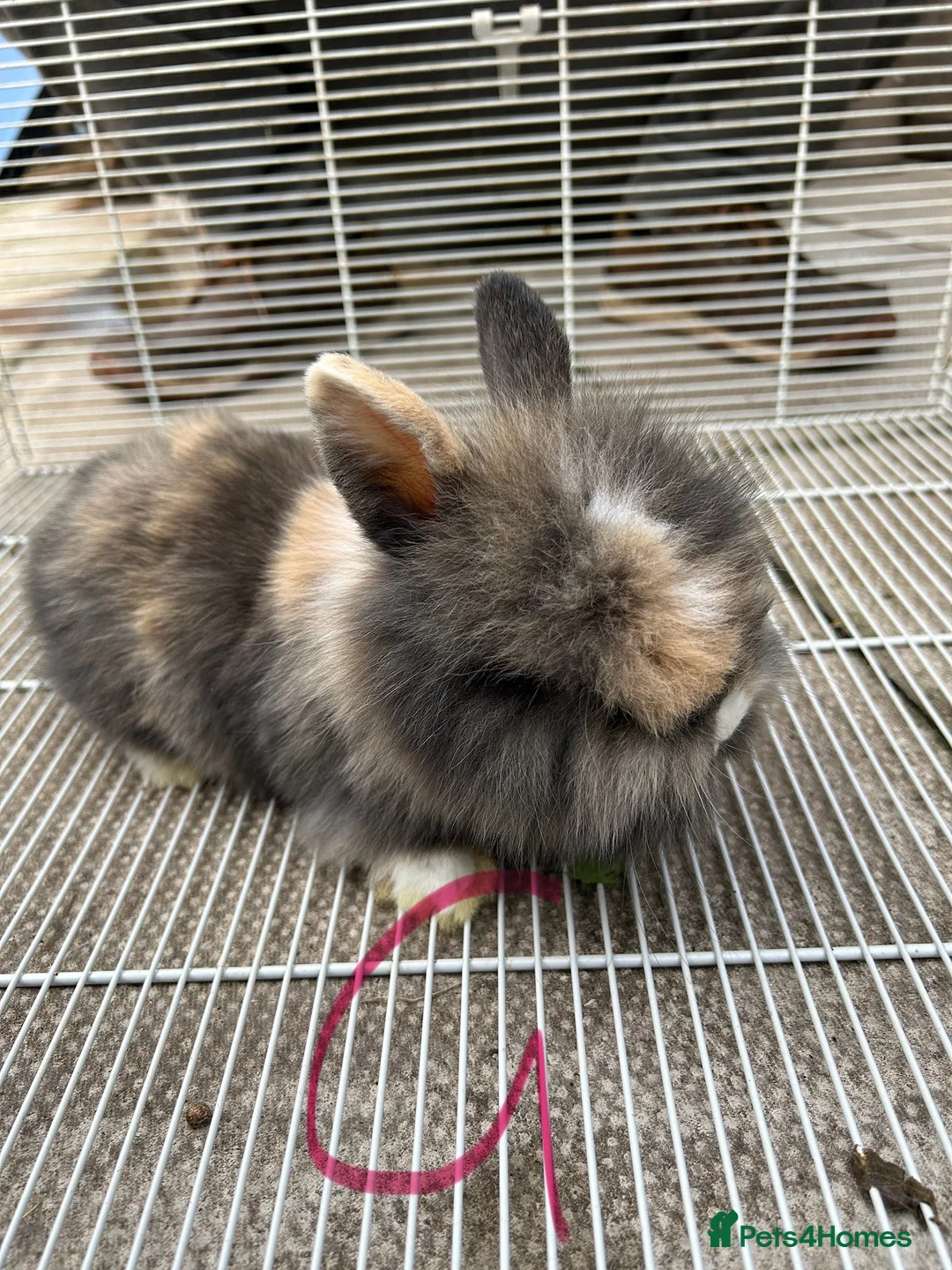 Lionhead rabbits for sale: I have both lop ear and Lionheads  - Advert 2