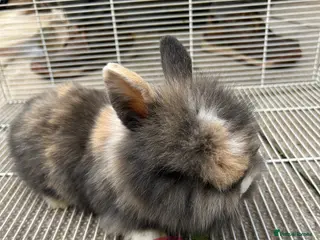 Lionhead rabbits I have both lop ear and Lionheads - Advert 4