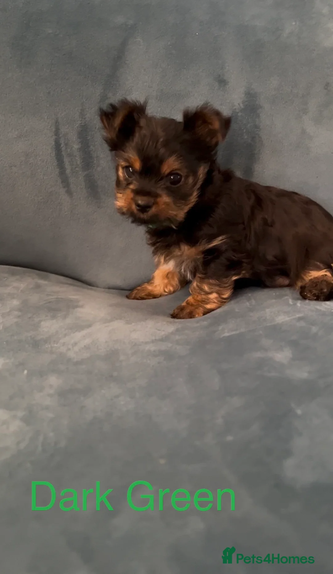 Yorkshire Terrier dogs for sale: READY NOW !! MINI YORKSHIRE TERRIERS FOR SALE - Advert 10