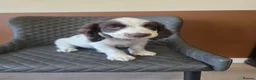 Sprocker dogs for sale: Beautiful Sprocker pups ready now. - Advert 6