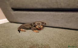 Miniature Dachshund dogs for sale: Miniature Dachshund  - Image 3