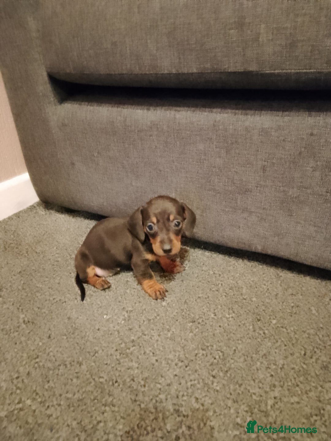 Miniature Dachshund dogs for sale: Miniature Dachshund  - Image 3