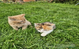Mixed Breed cats for sale: Gorgeous kittens for sale - Image 7