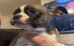 French Bulldog dogs for sale: french bulldogs for sale - Image 4