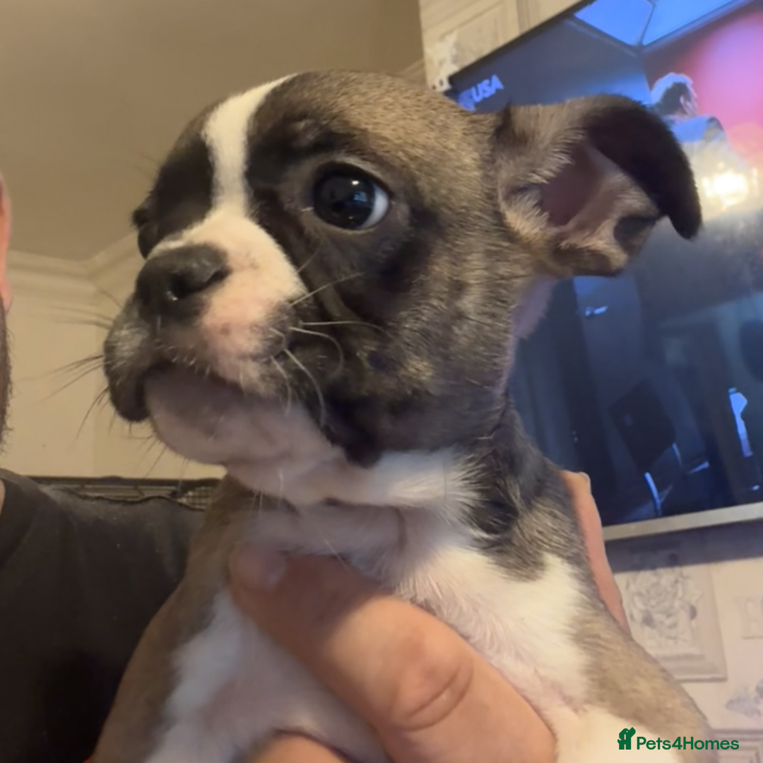 French Bulldog dogs for sale: french bulldogs for sale - Image 4