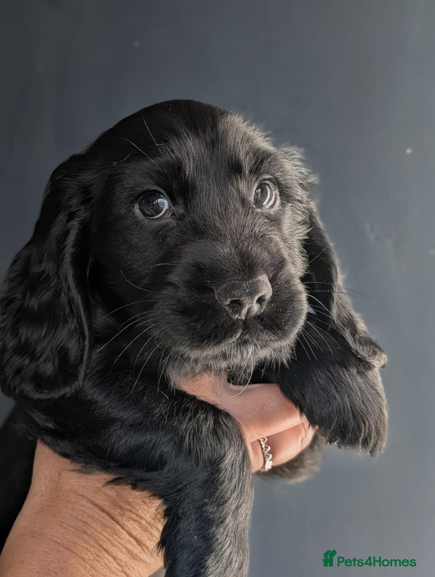 Cocker Spaniel dogs KC hybrid cockers – Ready 09/09 5 boys + 1 girl. - Advert 18