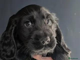 Cocker Spaniel dogs KC hybrid cockers – Ready 09/09 5 boys + 1 girl. - Advert 18